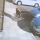 Illustration for article titled Hero Dog Saves Family By Jumping in Front of Bullets